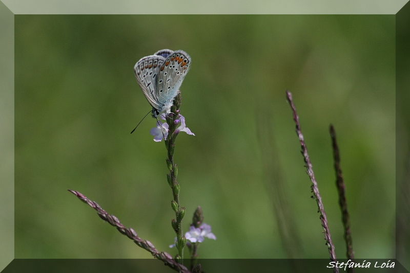 Polyommatus icarus? S